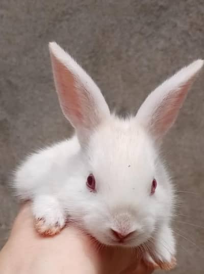 Rabbits
