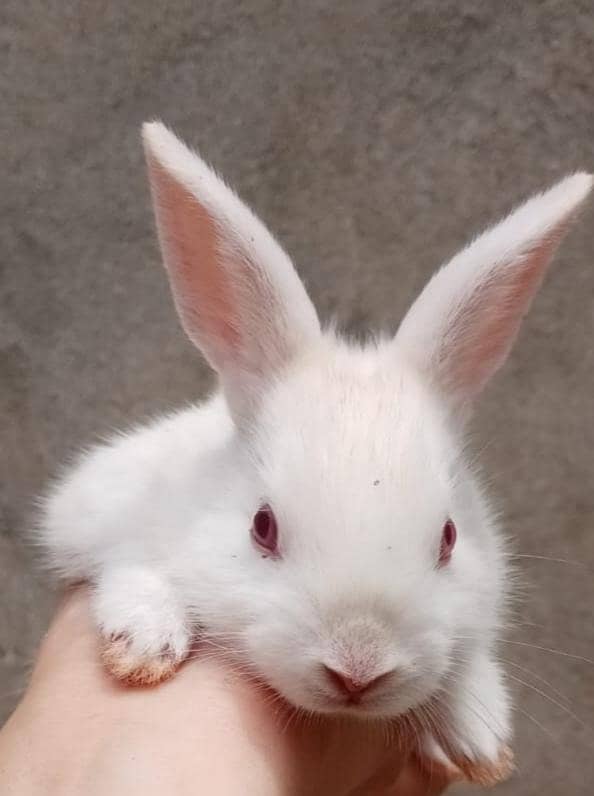 Rabbits 2