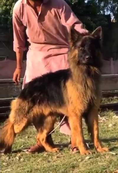 German Shepherd Long Coat male | Dog For Sale | long Coat male dog