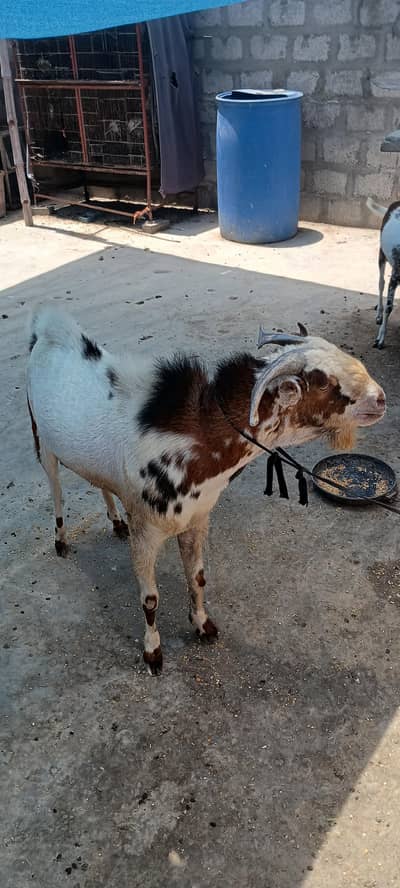 Qurbani ke Liye Bakra for sale