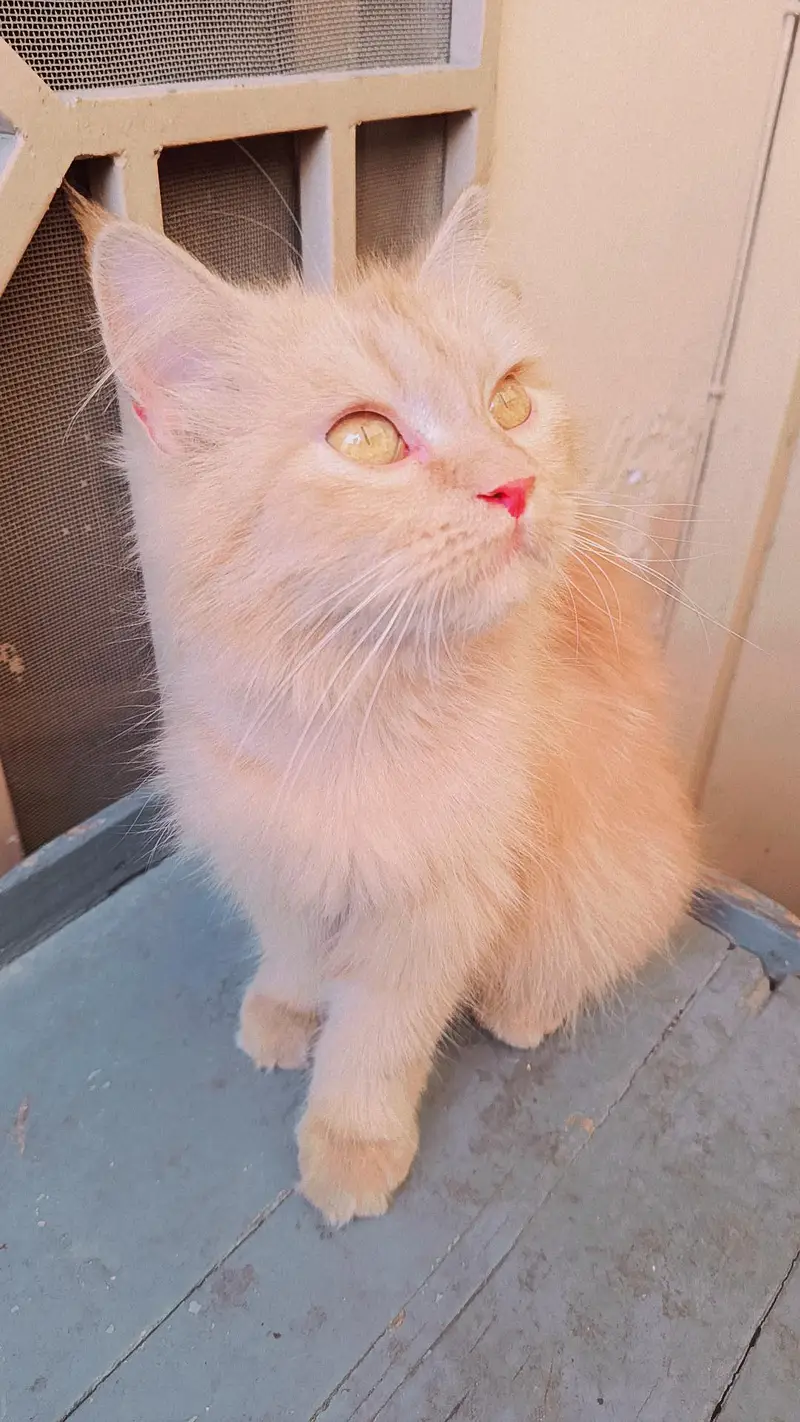 Persian kittens 3rble coated — photo 5