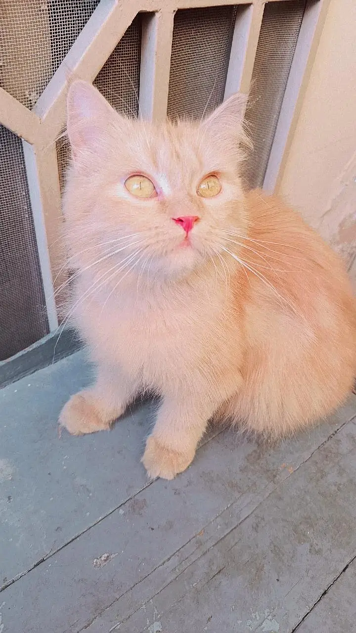 Persian kittens 3rble coated — photo 6
