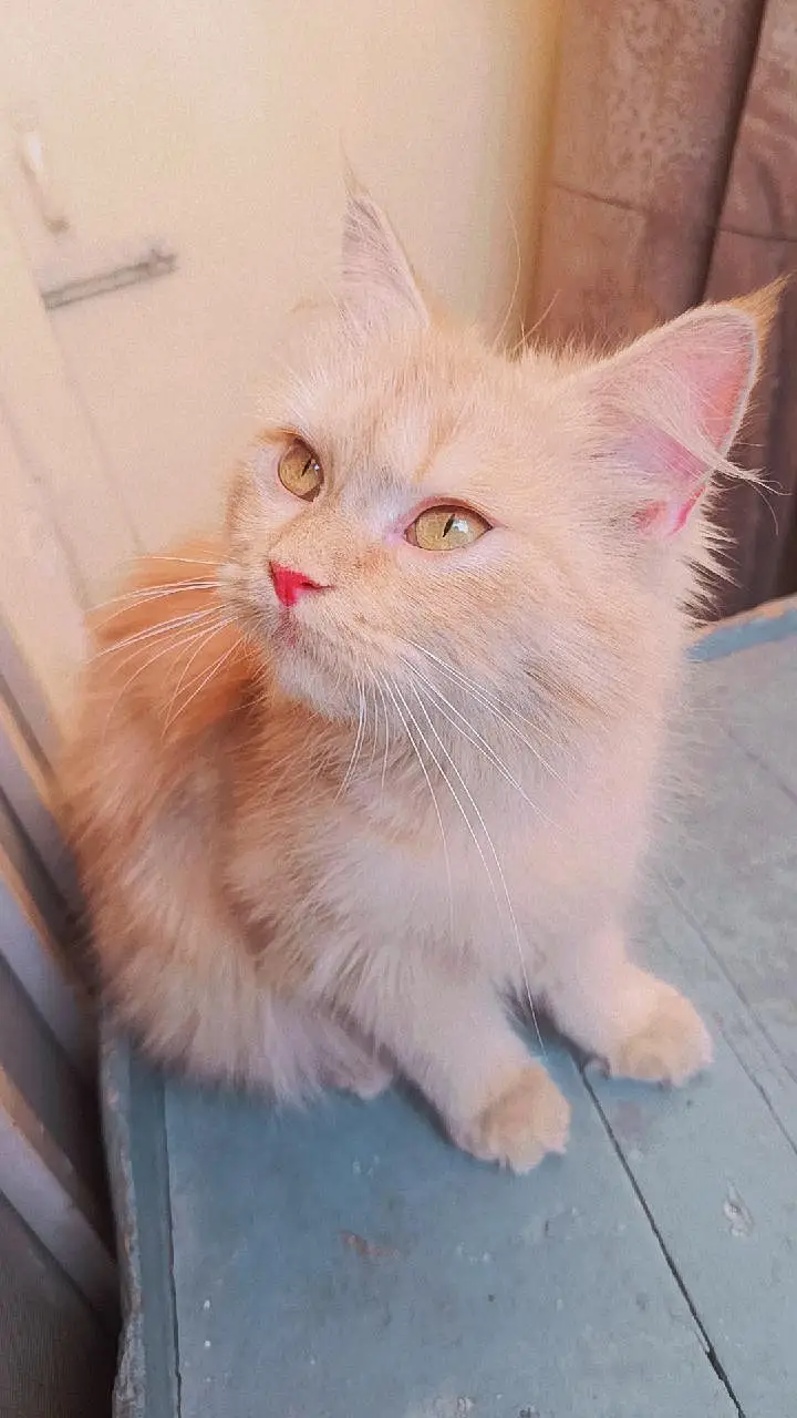 Persian kittens 3rble coated — photo 8