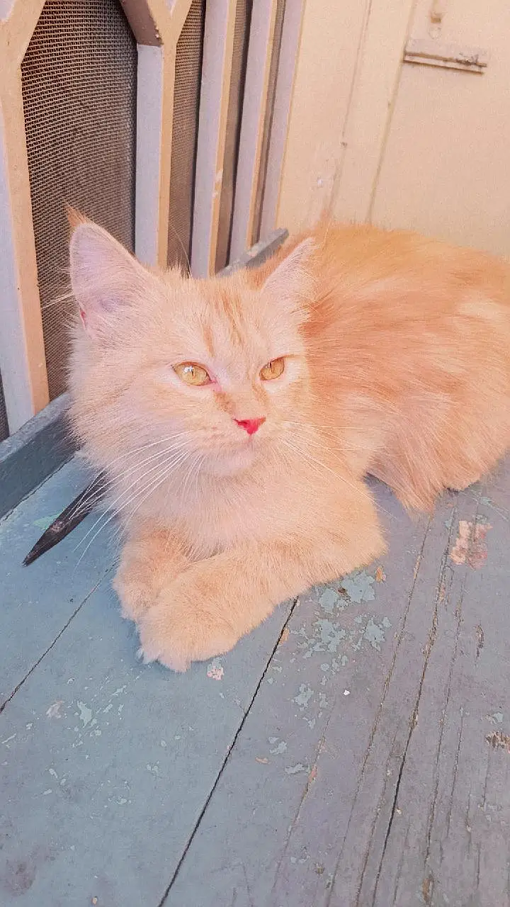Persian kittens 3rble coated — photo 9