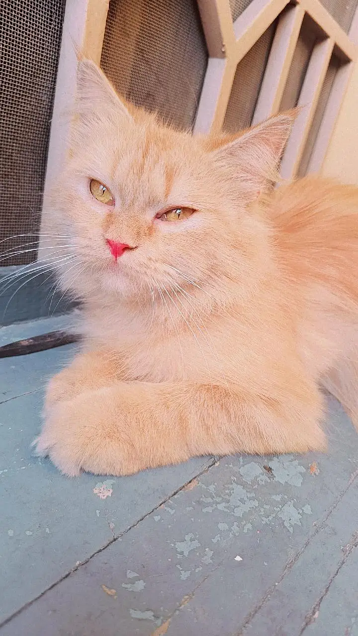 Persian kittens 3rble coated — photo 11