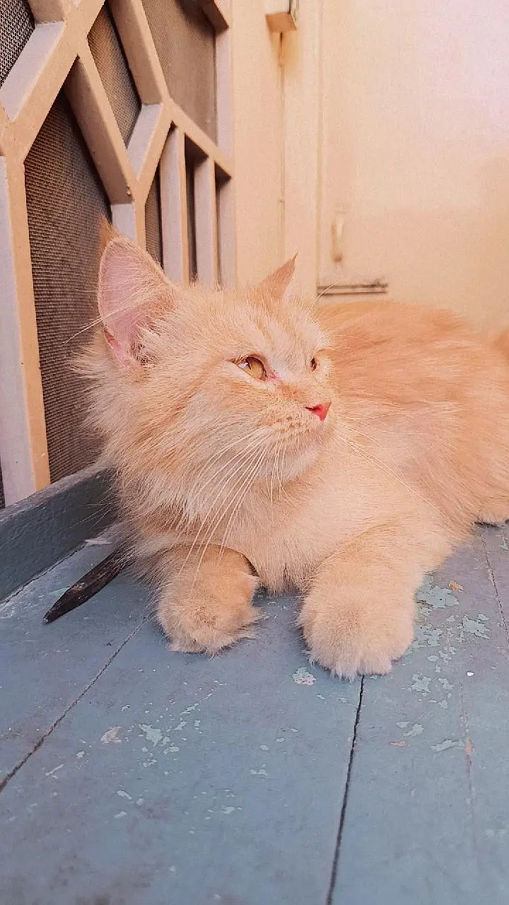 Persian kittens 3rble coated — photo 12