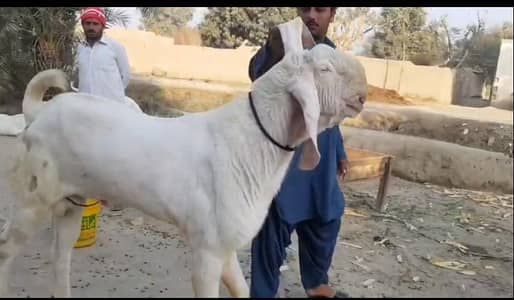 qurbani ka bakra argent for sale 0326,64,35,483