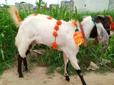 qurbani k liye ghr ka khubsurat Bakra