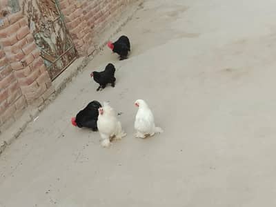 fanci hens white and black  2 male  and 3 femail