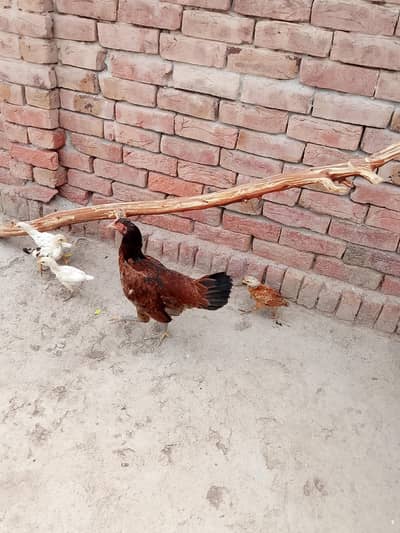 Desi murgi for sale,,,