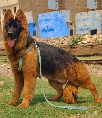 German Shepherd Female dog | Long Coat Female | Dog For Sale