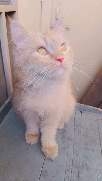 Persian 3rble coated kitten's