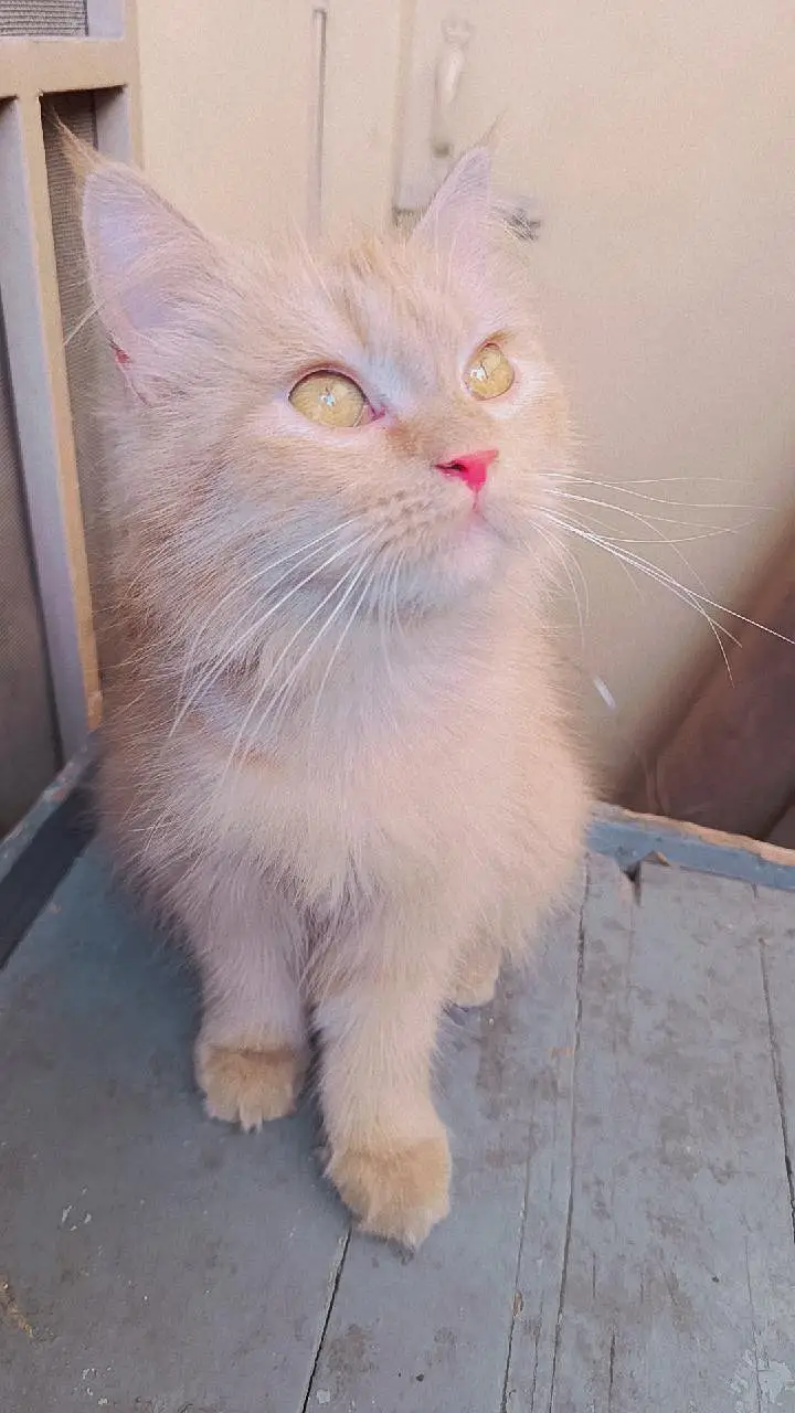 Persian 3rble coated kitten's