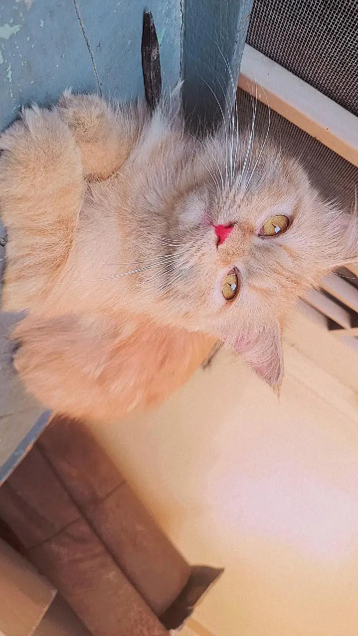 Persian 3rble coated kitten's — photo 5