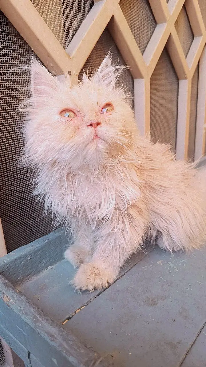 Persian 3rble coated kitten's — photo 8