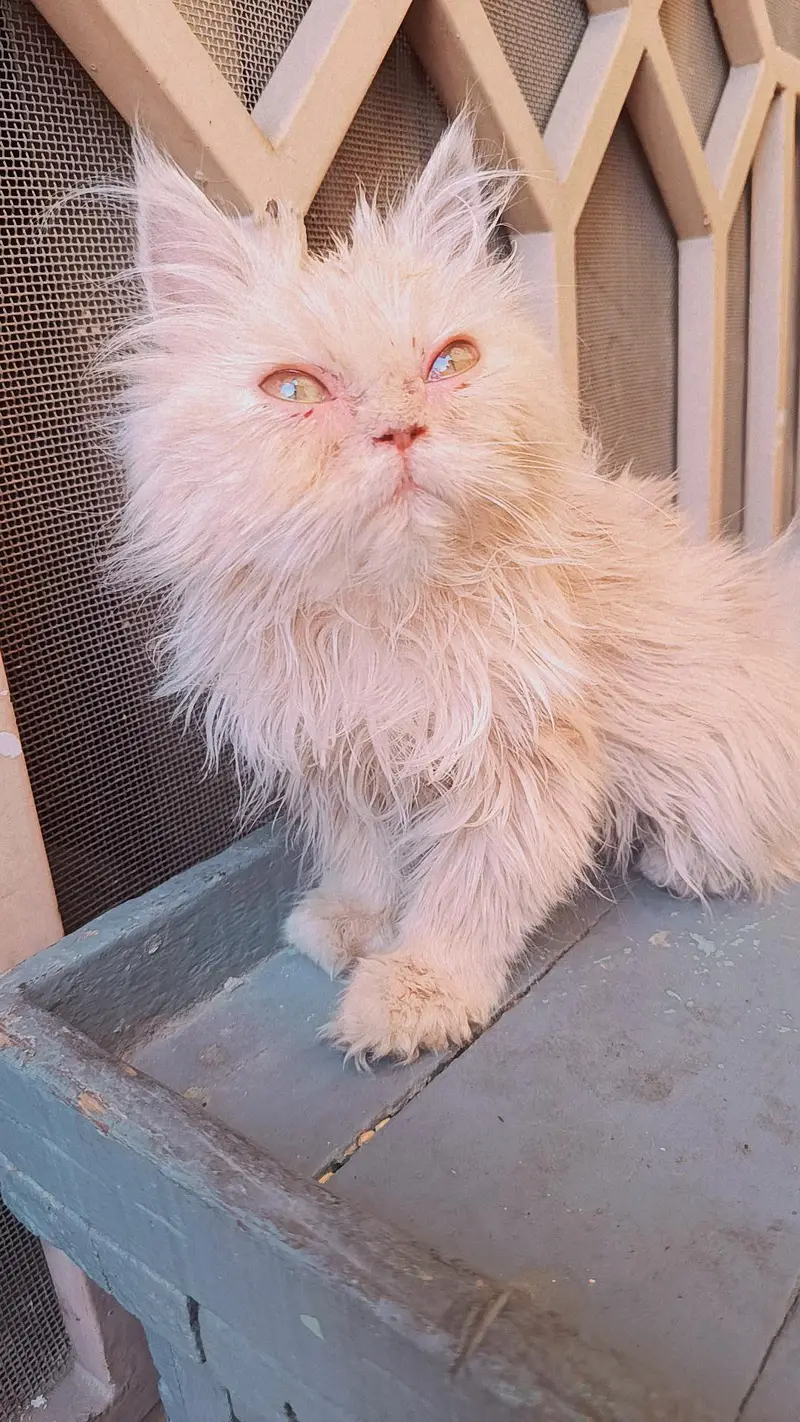 Persian 3rble coated kitten's — photo 9