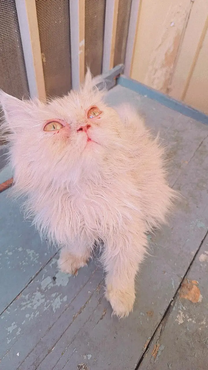 Persian 3rble coated kitten's — photo 10