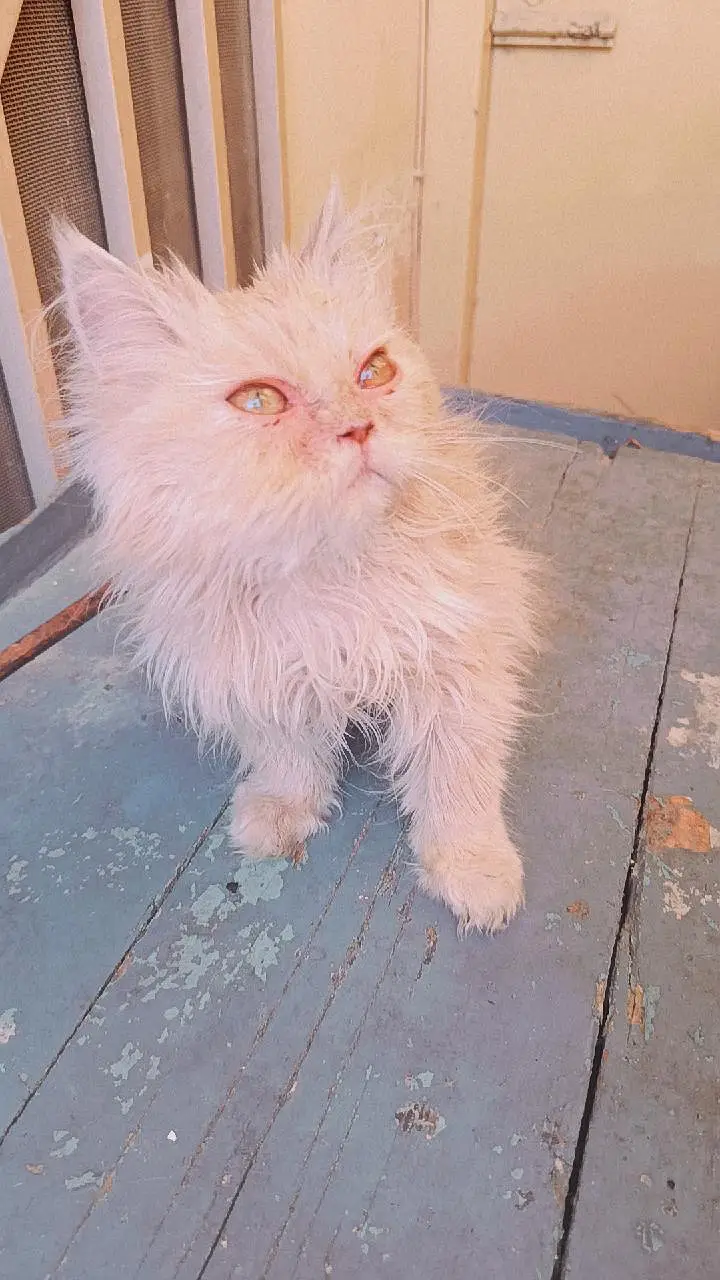 Persian 3rble coated kitten's — photo 11