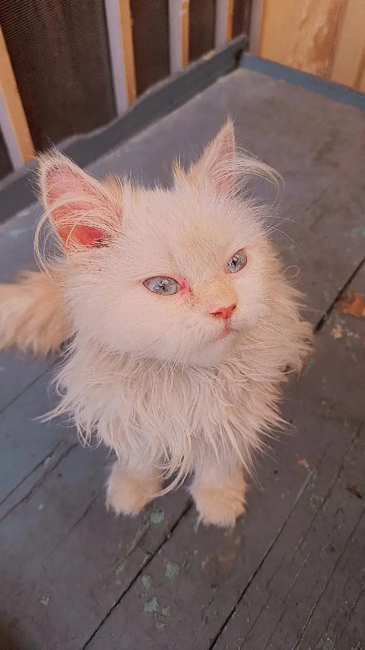 Persian 3rble coated kitten's — photo 12
