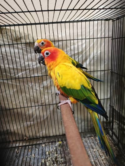  Beautiful Pair of SUN CONURE Parrots  for Sale 