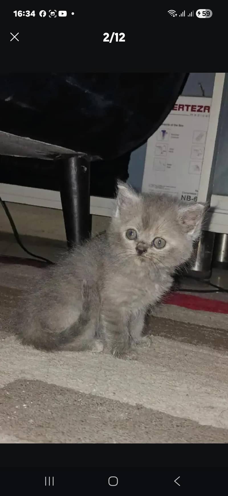 perison cats 1