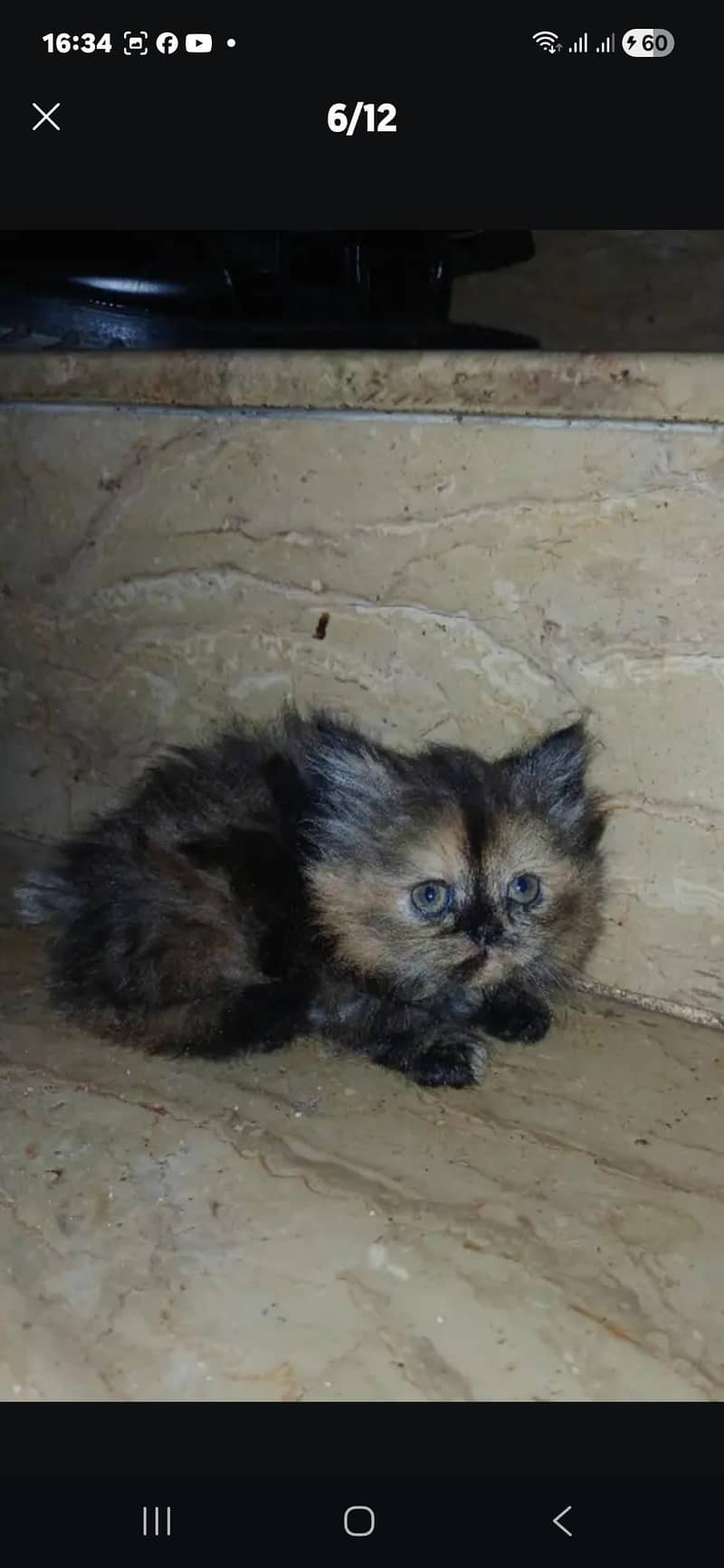 perison cats 2