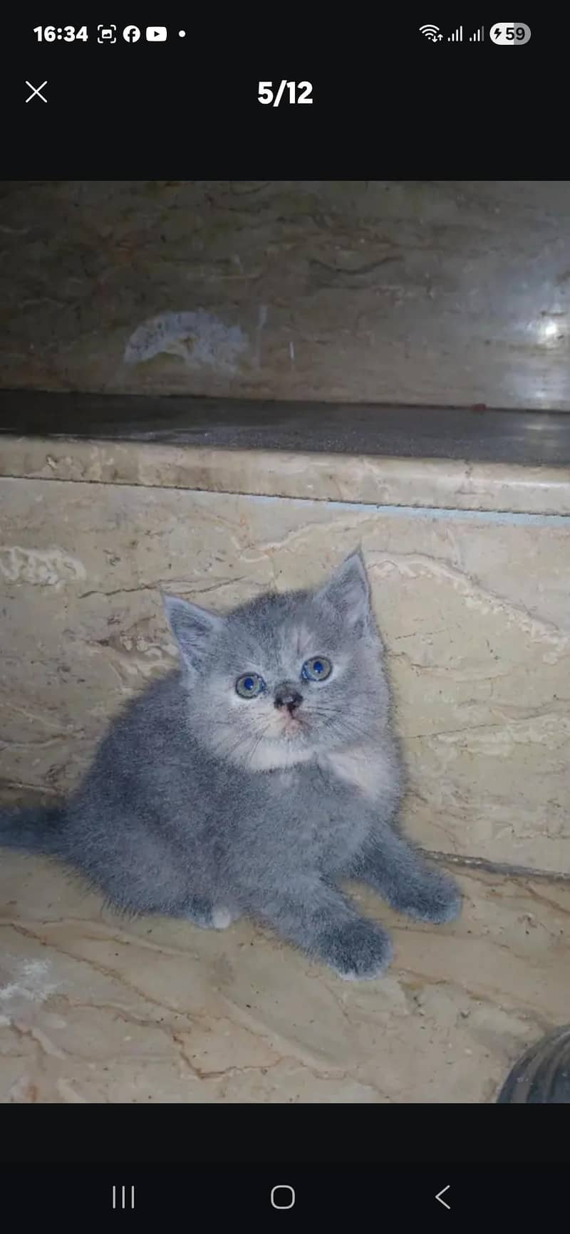 perison cats 3