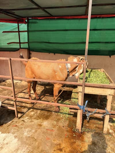 Beetal Nagra breedar | 2k26 Qurbani | heavy weight Qurbani
