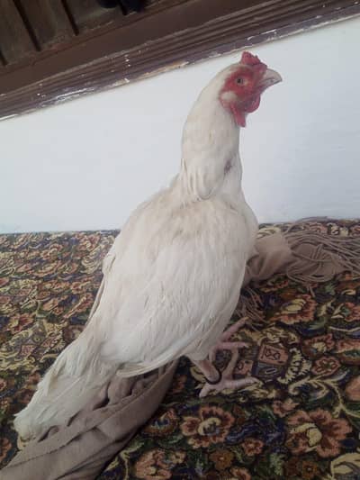 Thailand and pak aseel chick