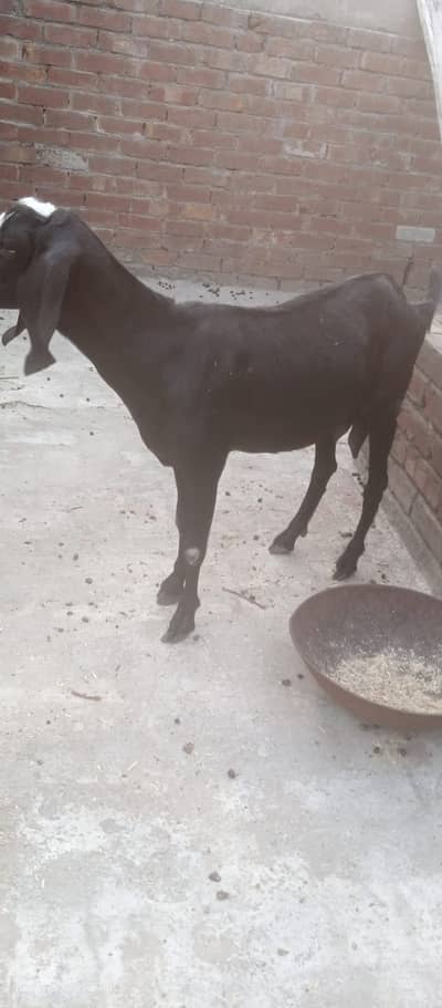 Doodh Wali Bakri