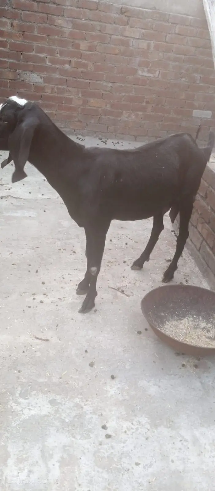 Doodh Wali Bakri