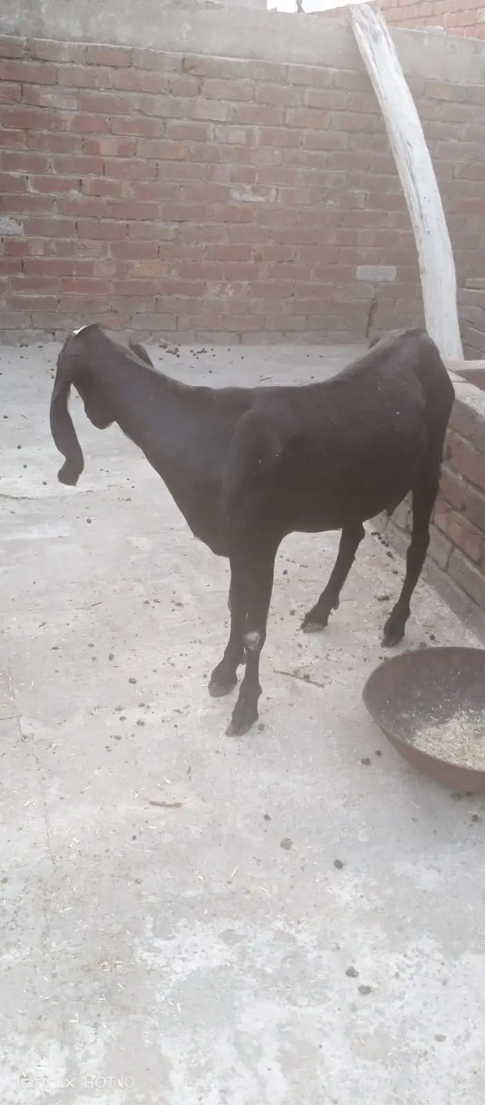 Doodh Wali Bakri — photo 2