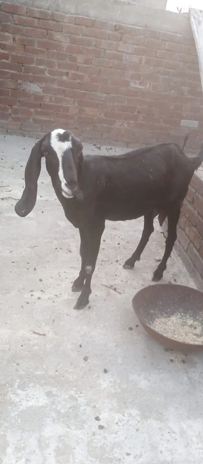 Doodh Wali Bakri — photo 3