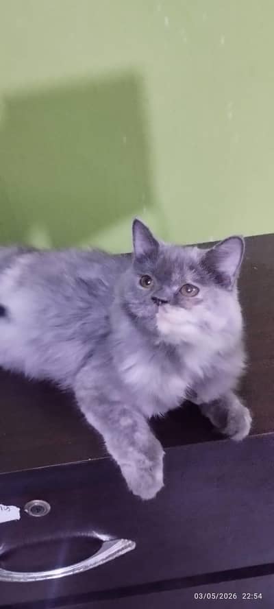 Percian Doll Face Double coated grey Kitty for SALE