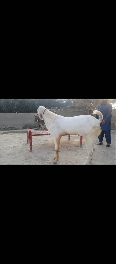 qurbani ka Bakra gents for sale 03096098550
