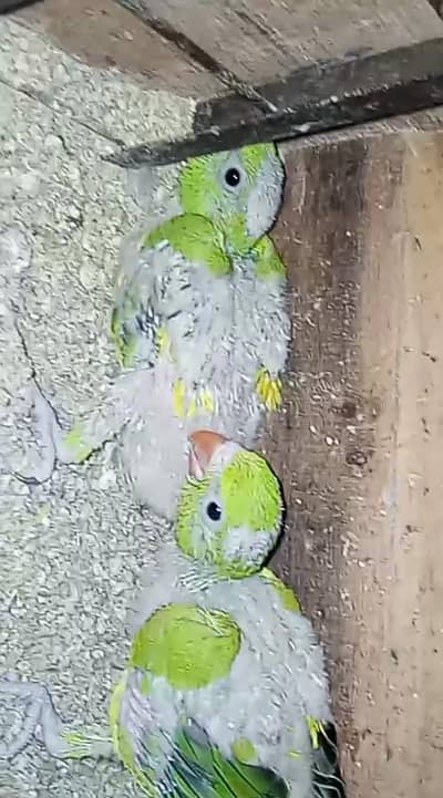 green parrot for sale