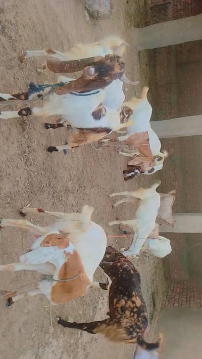 bakra eid qurbani k bakre for sale location mirpurkhas sindh