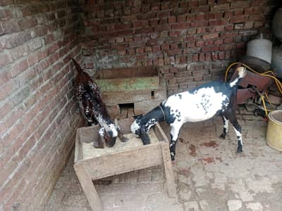 andal Bakra jore for sale