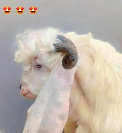 bakra for sale more detail inbox