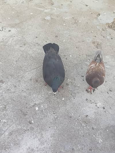 goly  kabootar for sell