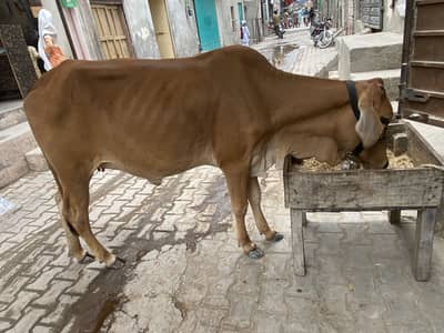 Shiwal Nasal Warii