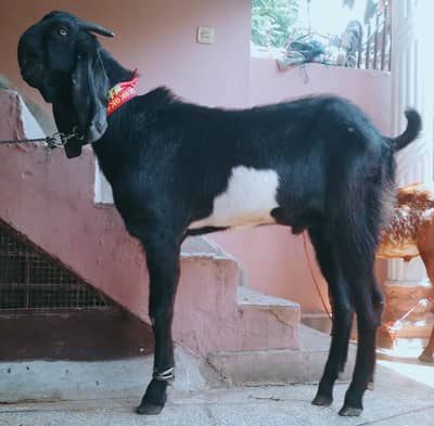 betal Bakra 2dant 03498200770