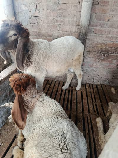Desi Bakra for sale Eid qurbani janwar for sale Eid Bakra for sale