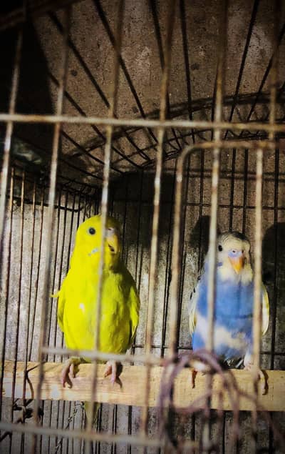 Parrot