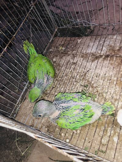 Parrot
