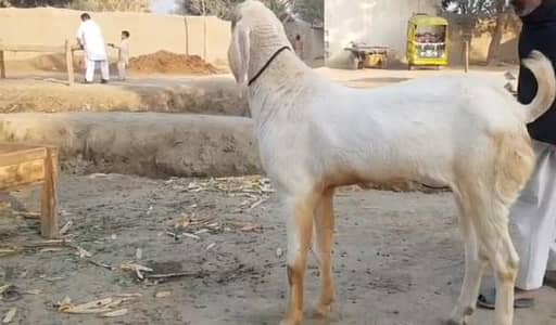 qurbani ka Bakra gents for sale 03096098550