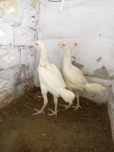 Heera  Aseel  Pair   3  months  plus  Age  White  bloodline