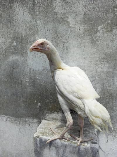 Heera  Aseel  Pair   3  months  plus  Age  White  bloodline
