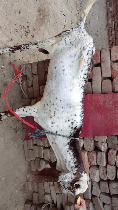 qurbani k liye bahtreen bkry