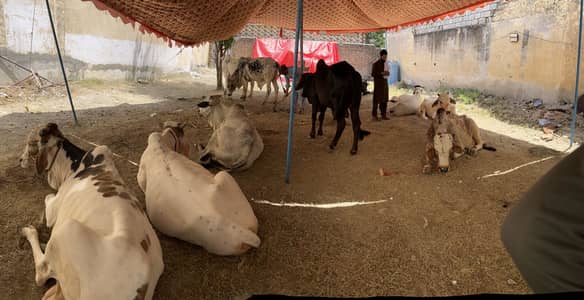 Dangar qurbani for sale